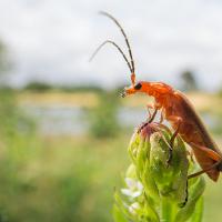 Red Soldier Beetle 2 
